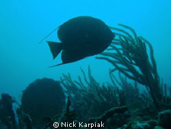 reef off of boca raton, fl by Nick Karpiak 